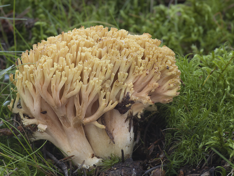 Ramaria safraniolens